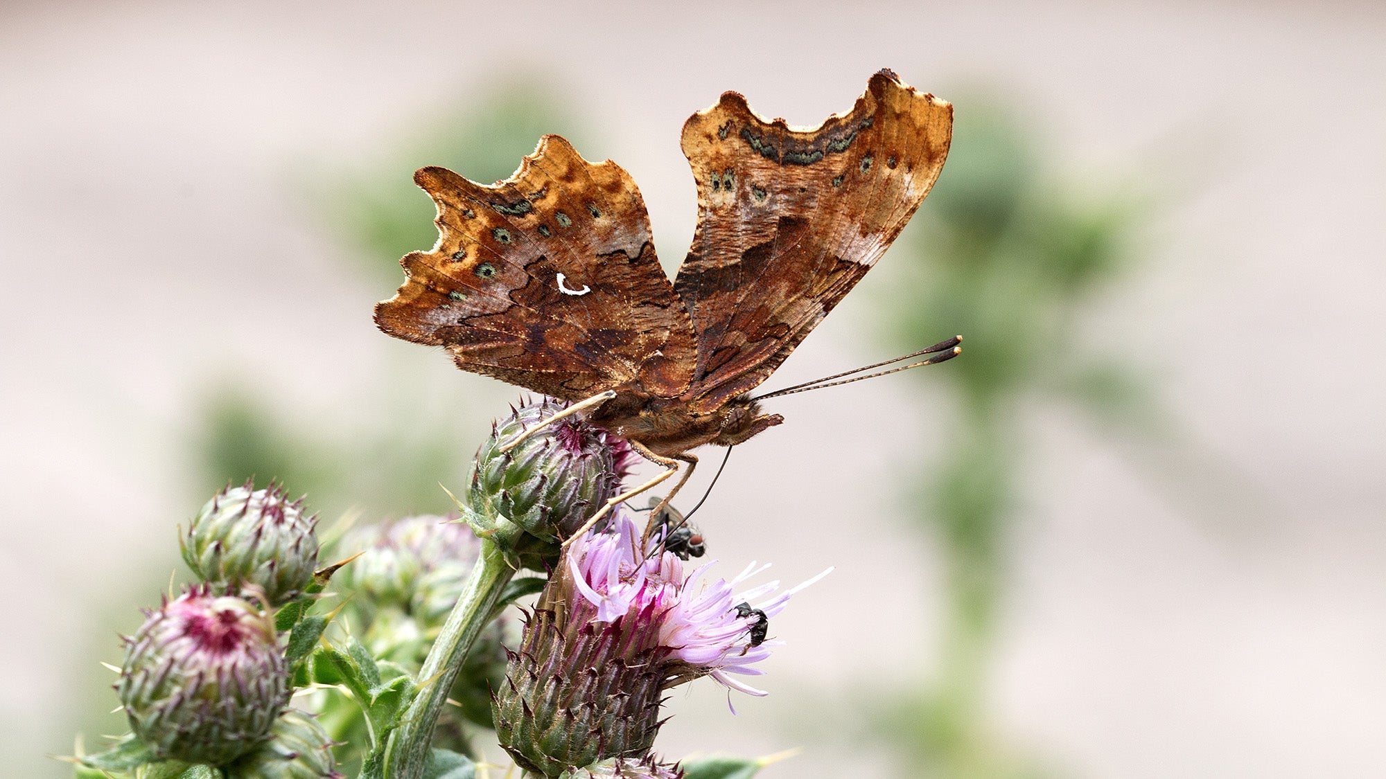 Top 5 Tips to Preserve Real Butterflies and Moths at Home