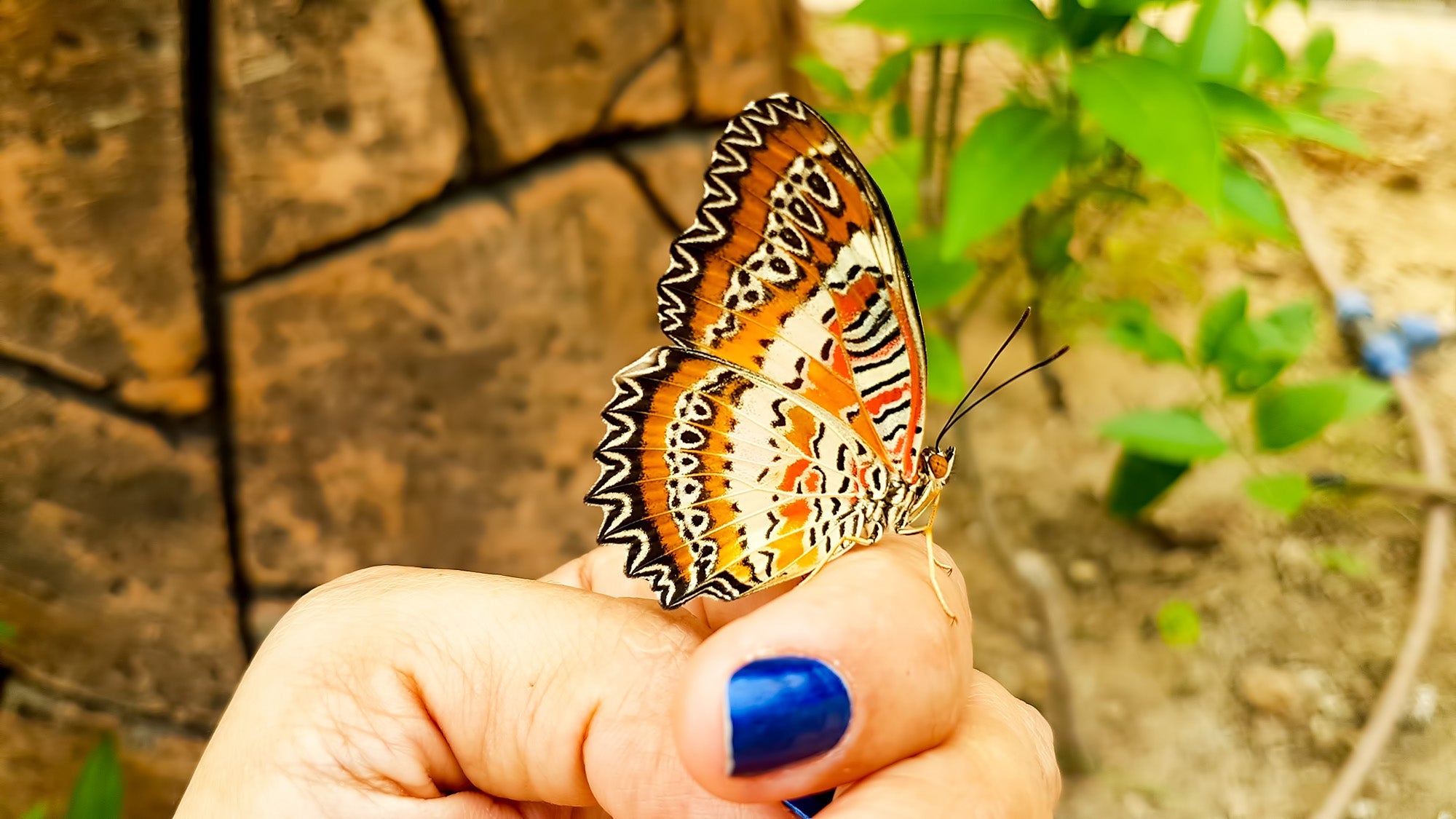 How to Ethically Source Butterflies for Your Collection