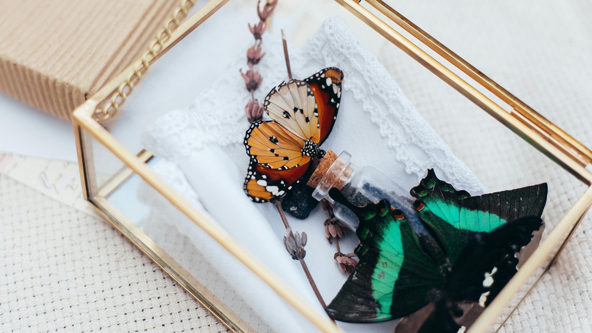 Decorating with Preserved Butterflies: Ideas for Every Room