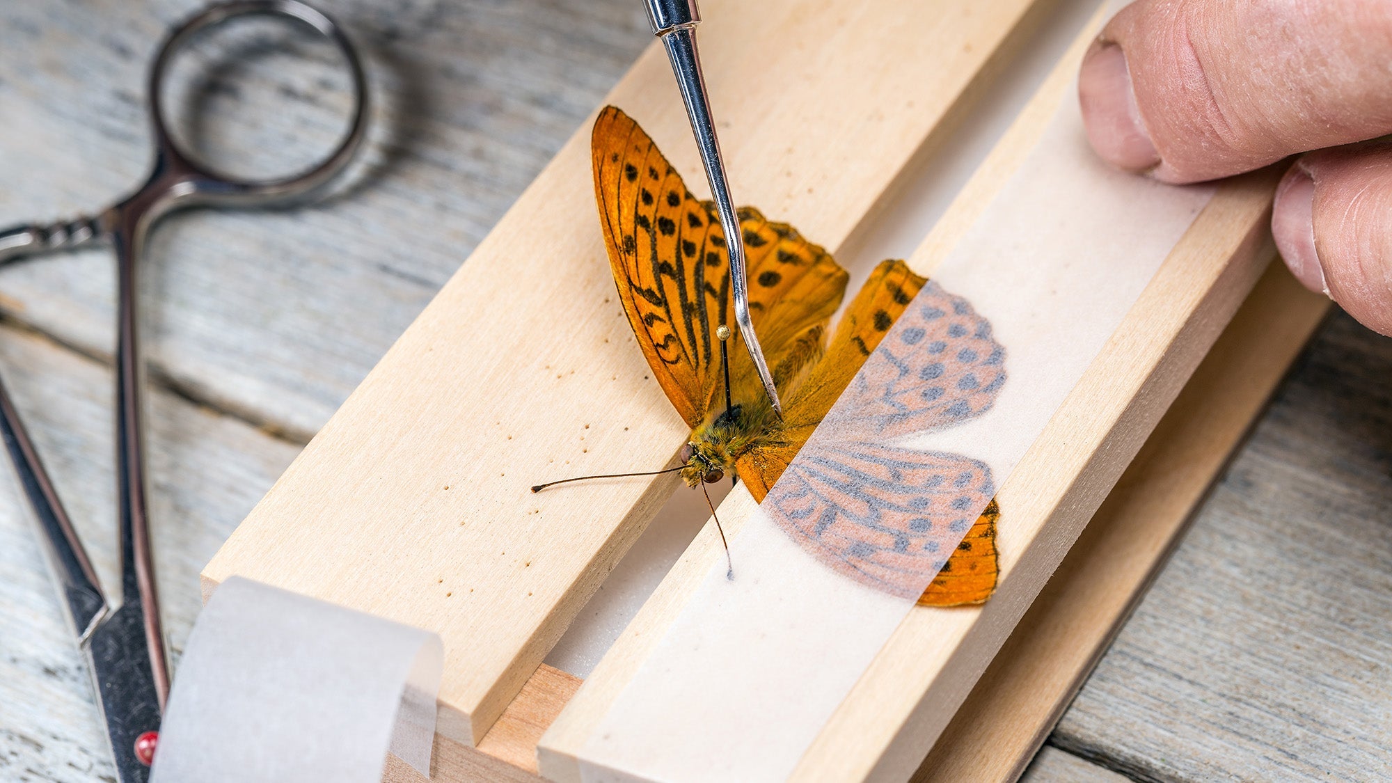 The Art of Framing Butterflies: A Step-by-Step Guide