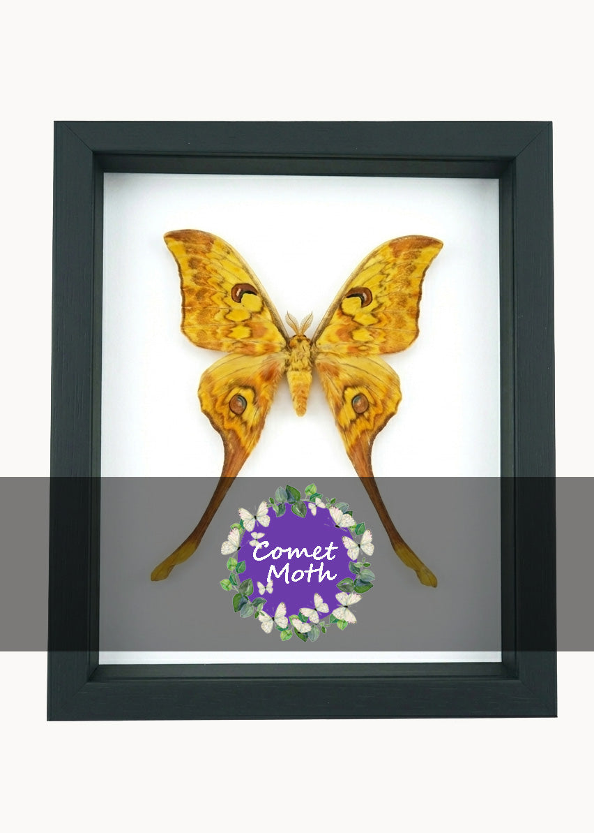 Comet Moth