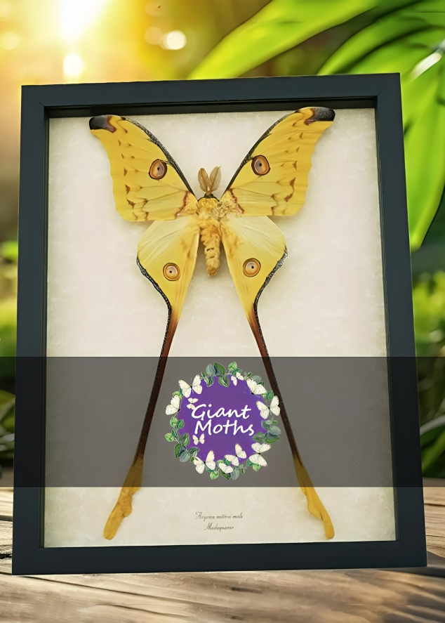 Giant Moths