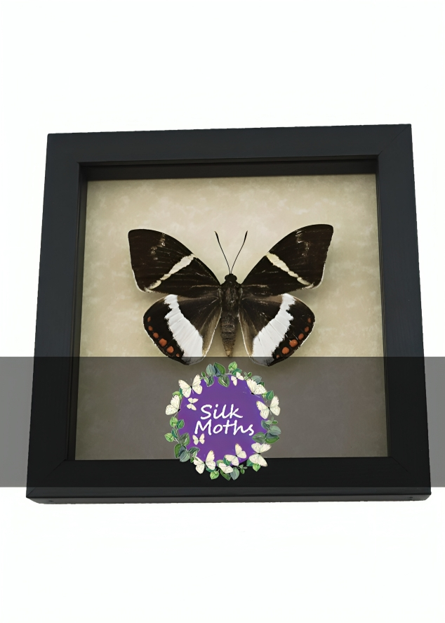 Silk Moths