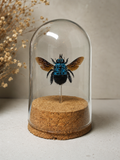 Blue Carpenter Bee Dome