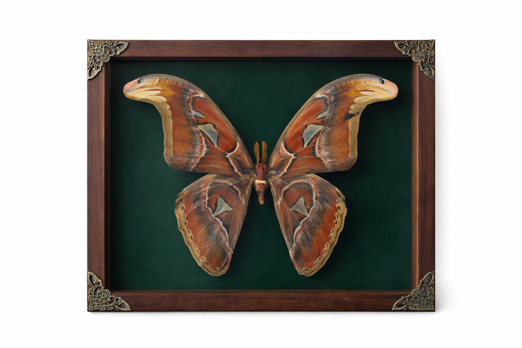 Large Atlas moth (Attacus atlas)