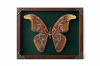 Large Atlas moth (Attacus atlas)