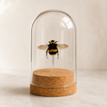 Queen Bee in Glass Dome