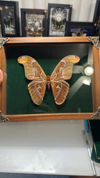 Large Atlas moth (Attacus atlas)