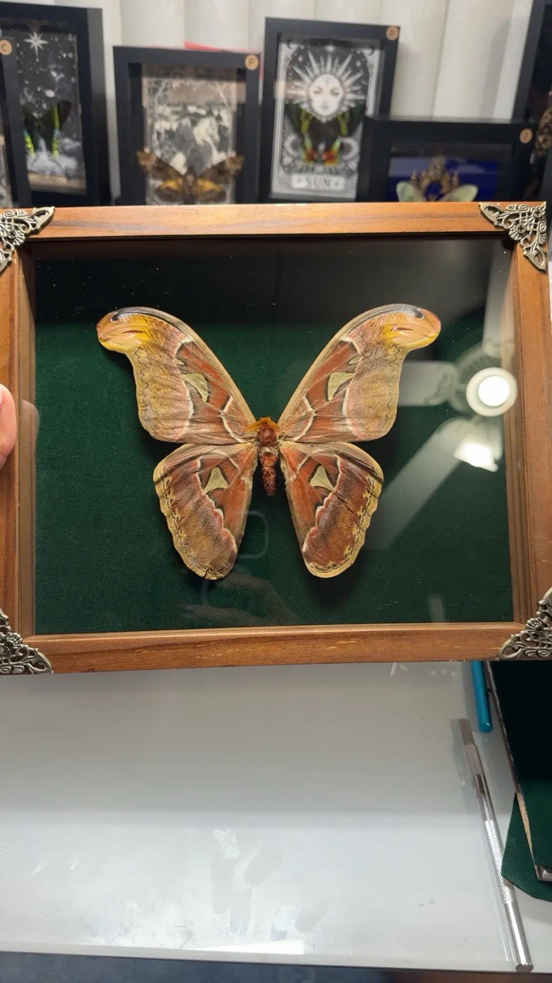 Large Atlas moth (Attacus atlas)