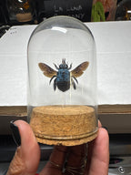 Blue Carpenter Bee Dome
