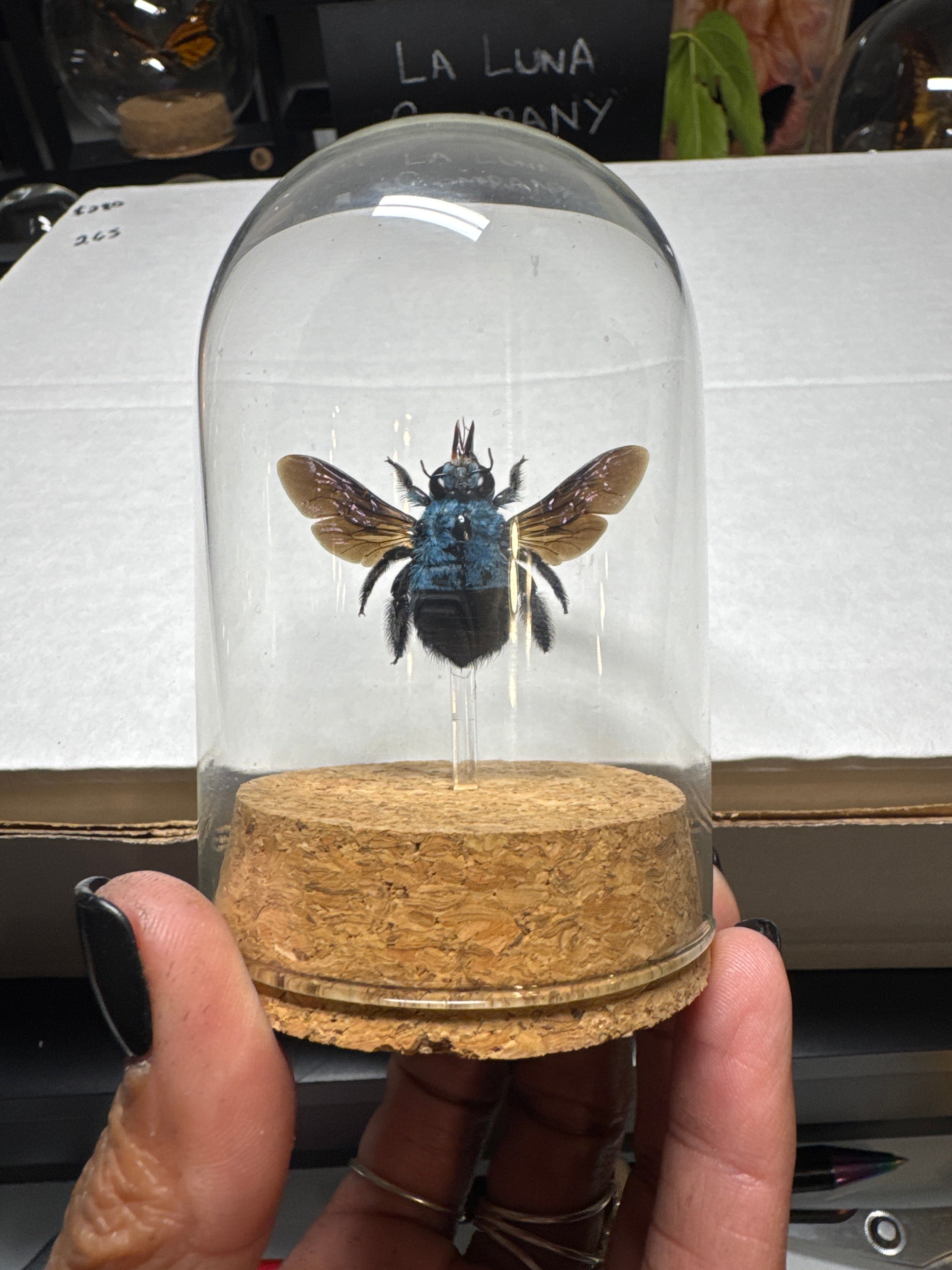 Blue Carpenter Bee Dome